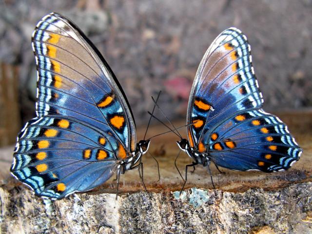 Все о бабочках в Тюмени | ЗооТом портал о животных