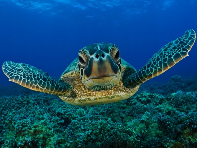 Все о черепахах в Тюмени | ЗооТом портал о животных