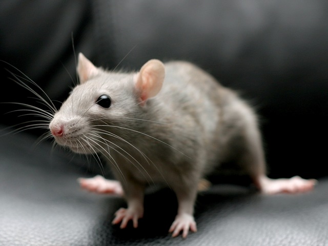 Все о крысах в Тюмени | ЗооТом портал о животных