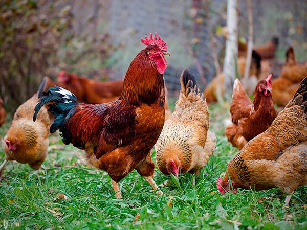 Породы куриц | ЗооТом - продажа, вязка и услуги для животных в Тюмени