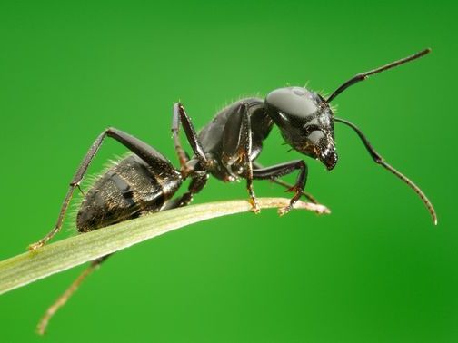 Все о муравьях в Тюмени | ЗооТом портал о животных