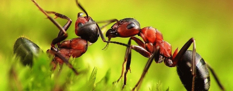 Все о муравьях в Тюмени | ЗооТом портал о животных