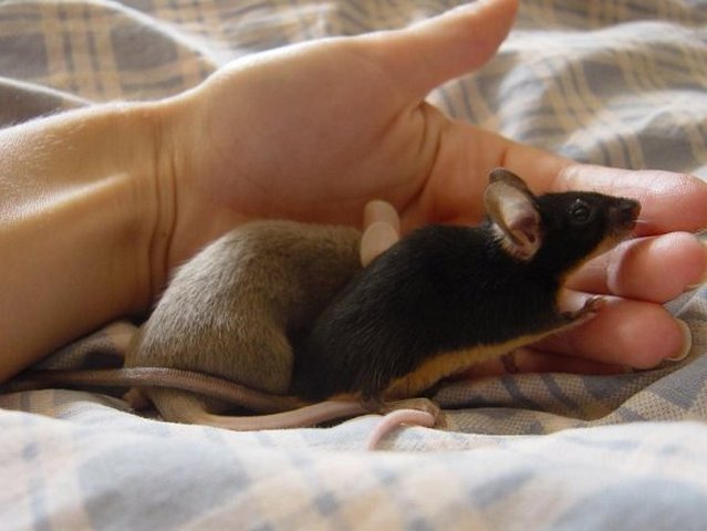Все о мышах в Тюмени | ЗооТом - продажа, вязка и услуги для животных в Тюмени