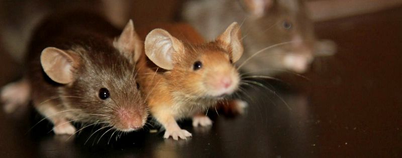 Все о мышах в Тюмени | ЗооТом - продажа, вязка и услуги для животных в Тюмени