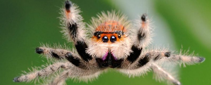 Все о пауках в Тюмени | ЗооТом портал о животных