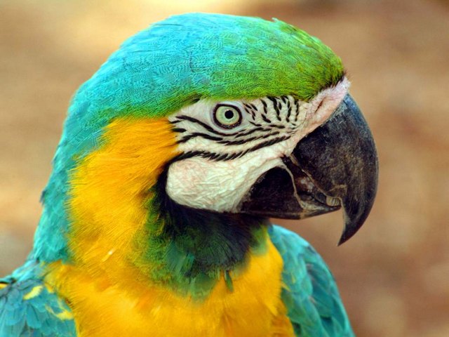 Все о попугаях в Тюмени | ЗооТом портал о животных
