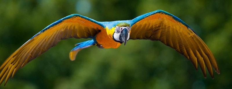 Все о попугаях в Тюмени | ЗооТом портал о животных