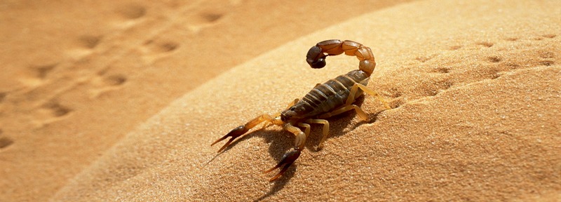Все о скорпионах в Тюмени | ЗооТом портал о животных