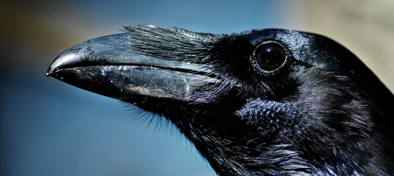 Все о воронах в Тюмени | ЗооТом портал о животных