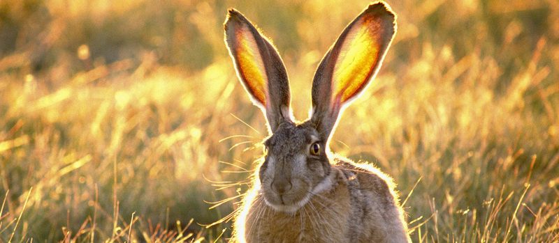 Все о зайцах | ЗооТом - продажа, вязка и услуги для животных в Тюмени
