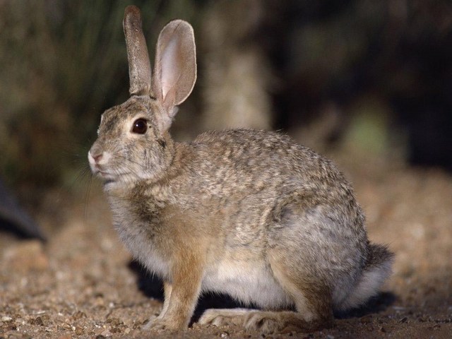 Все о зайцах | ЗооТом - продажа, вязка и услуги для животных в Тюмени