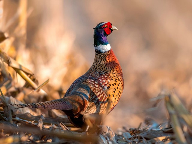 Все о фазанах в Тюмени | ЗооТом портал о животных