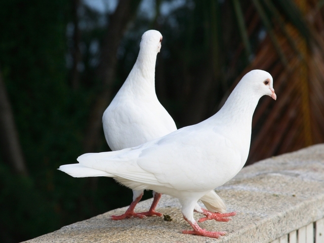 Все о голубях | ЗооТом - продажа, вязка и услуги для животных в Тюмени