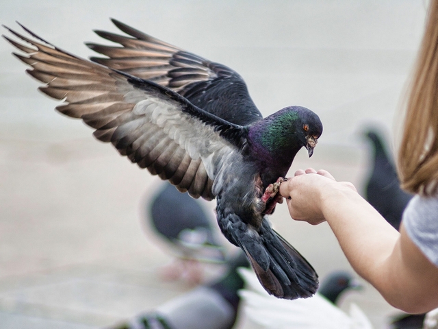 Все о голубях | ЗооТом - продажа, вязка и услуги для животных в Тюмени