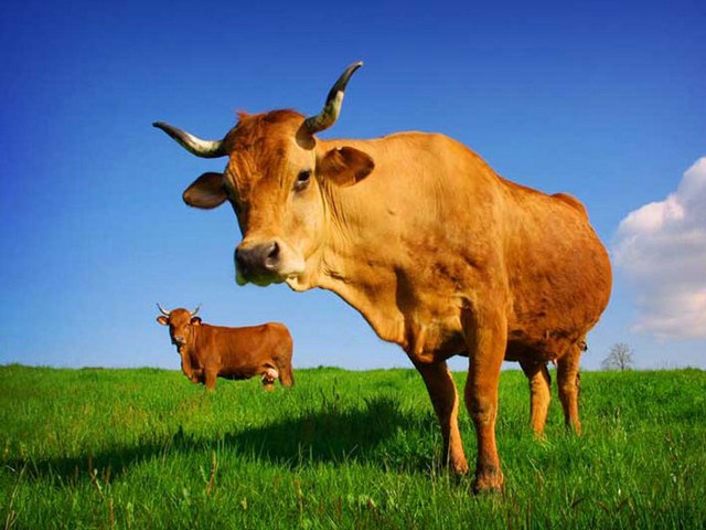 Все о коровах в Тюмени | ЗооТом портал о животных