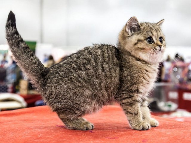 Породы кошек в Тюмени | ЗооТом портал о животных