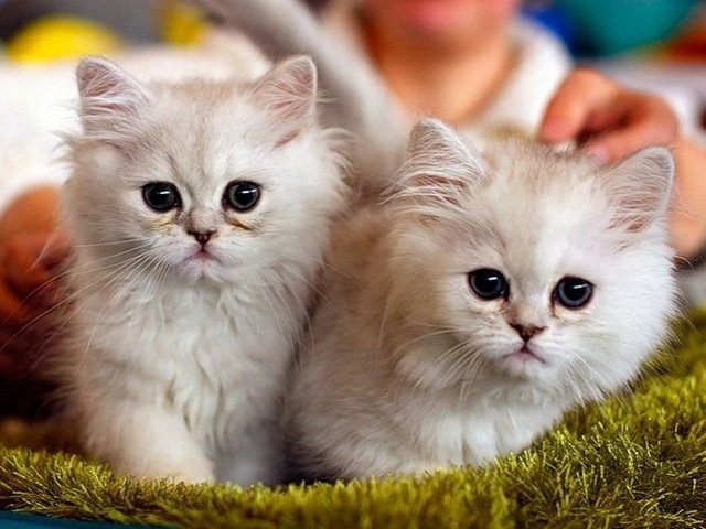 Породы кошек в Тюмени | ЗооТом портал о животных