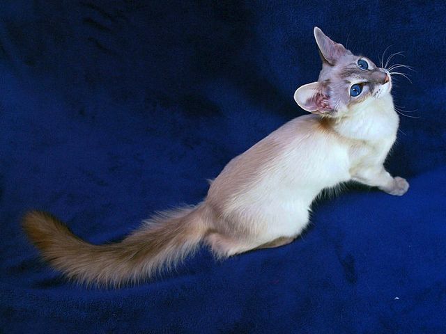 Выведенные породы кошек в Тюмени | ЗооТом портал о животных