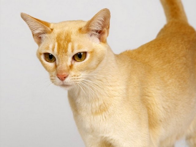 Все о кошках в Тюмени | ЗооТом портал о животных