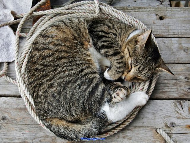 Все о кошках в Тюмени | ЗооТом портал о животных