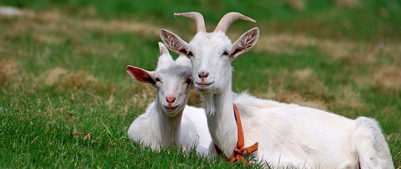 Все о козах в Тюмени | ЗооТом портал о животных