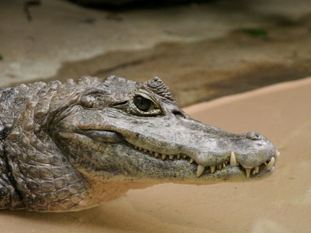 Все о крокодилах в Тюмени | ЗооТом портал о животных