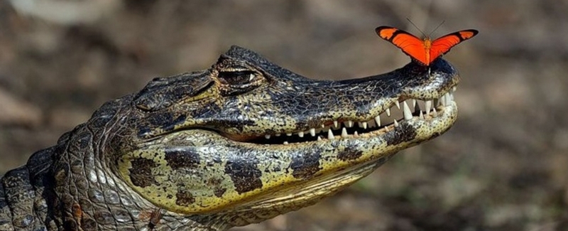 Все о крокодилах в Тюмени | ЗооТом портал о животных