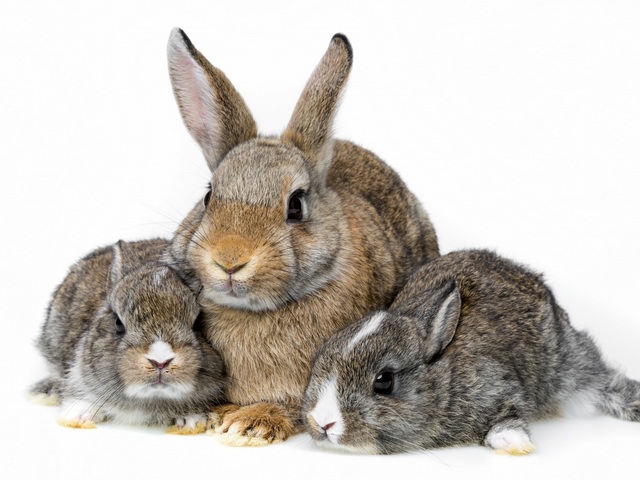 Все о кроликах в Тюмени | ЗооТом портал о животных