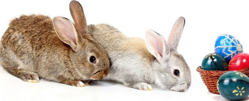 Все о кроликах в Тюмени | ЗооТом портал о животных