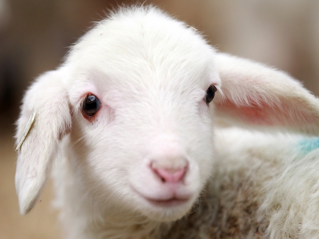 Овцы и бараны в Тюмени | ЗооТом портал о животных