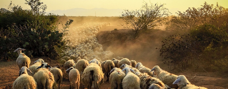 Все об овцах в Тюмени | ЗооТом портал о животных