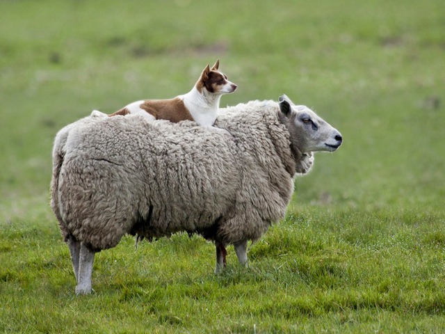 Все об овцах в Тюмени | ЗооТом портал о животных