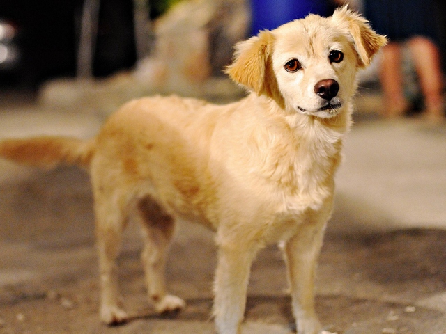 Породы собак в Тюмени | ЗооТом портал о животных