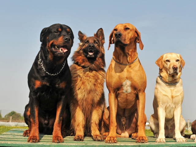 Крупные породы собак в Тюмени | ЗооТом портал о животных