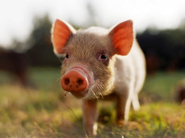 Все о свиньях в Тюмени | ЗооТом портал о животных
