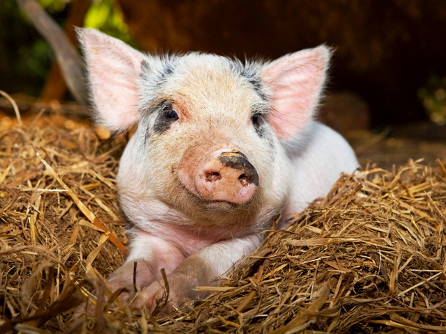 Все о свиньях в Тюмени | ЗооТом портал о животных