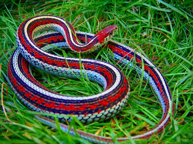 Все о змеях в Тюмени | ЗооТом портал о животных